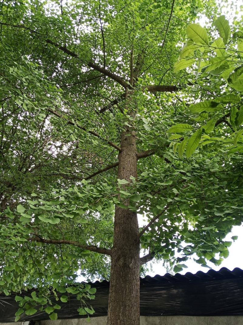 百果树，又名银杏树
