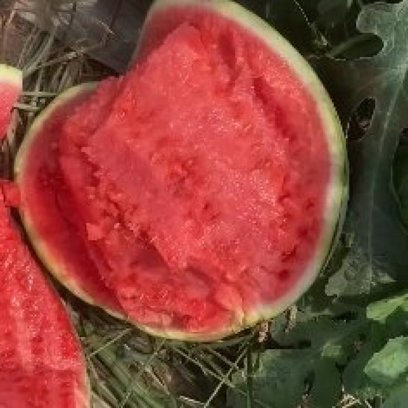 商丘夏邑麒麟西瓜大量上市产地直发支持线上交易全国发货