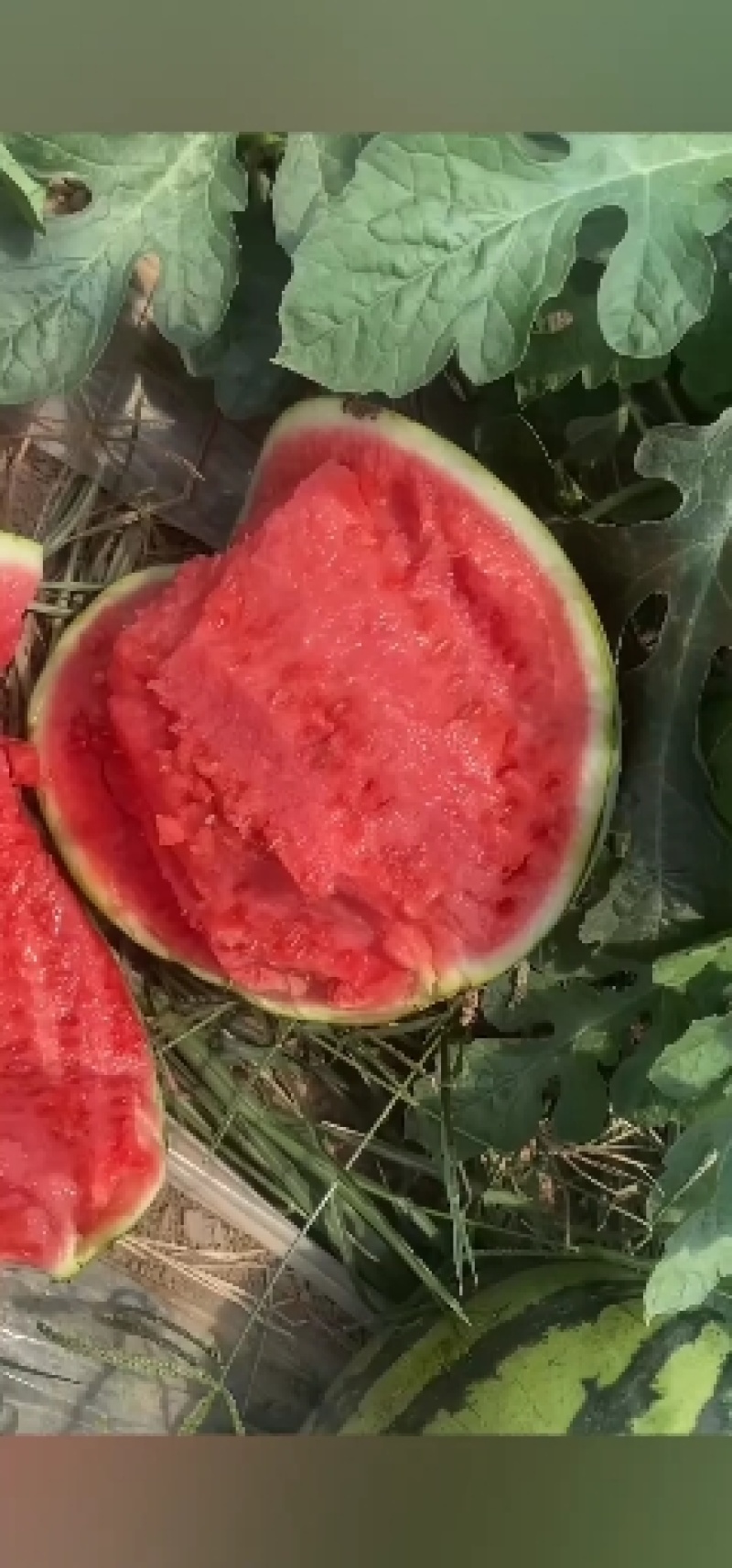 商丘夏邑麒麟西瓜大量上市产地直发支持线上交易全国发货