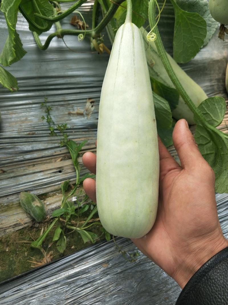 各种头茬甜瓜需要的老板前来洽谈业务
