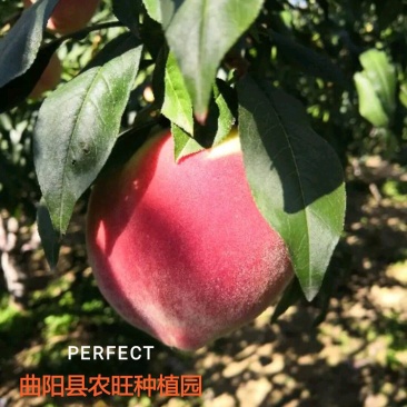 大量精品中华寿桃。色好价优，曲阳县桃，冬桃，脆甜可口