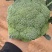 云南高寒山耐寒优秀西兰花产地直销欢迎来电咨询