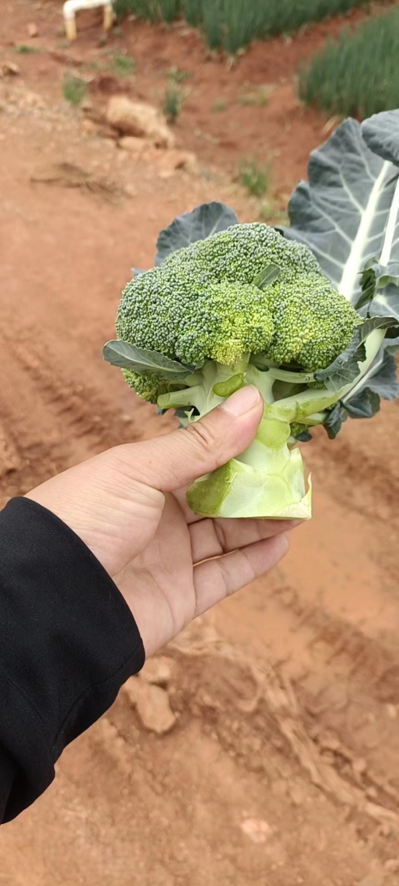 云南高寒山耐寒优秀西兰花产地直销欢迎来电咨询