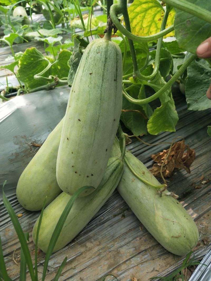 各种头茬甜瓜需要的老板前来洽谈业务