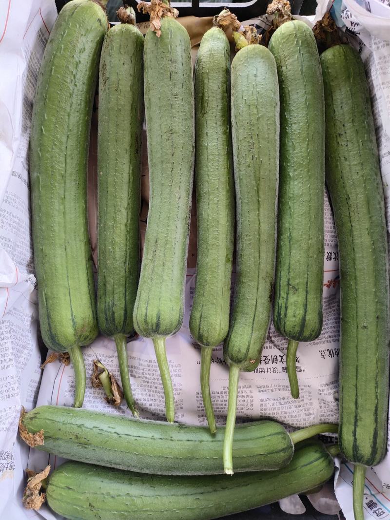 丝瓜（新鮮丝瓜現貨）