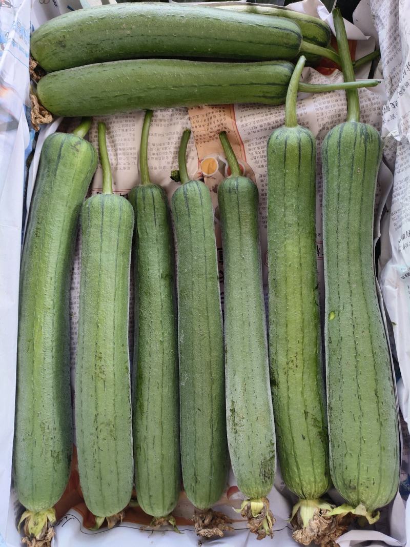 丝瓜（新鮮丝瓜現貨）