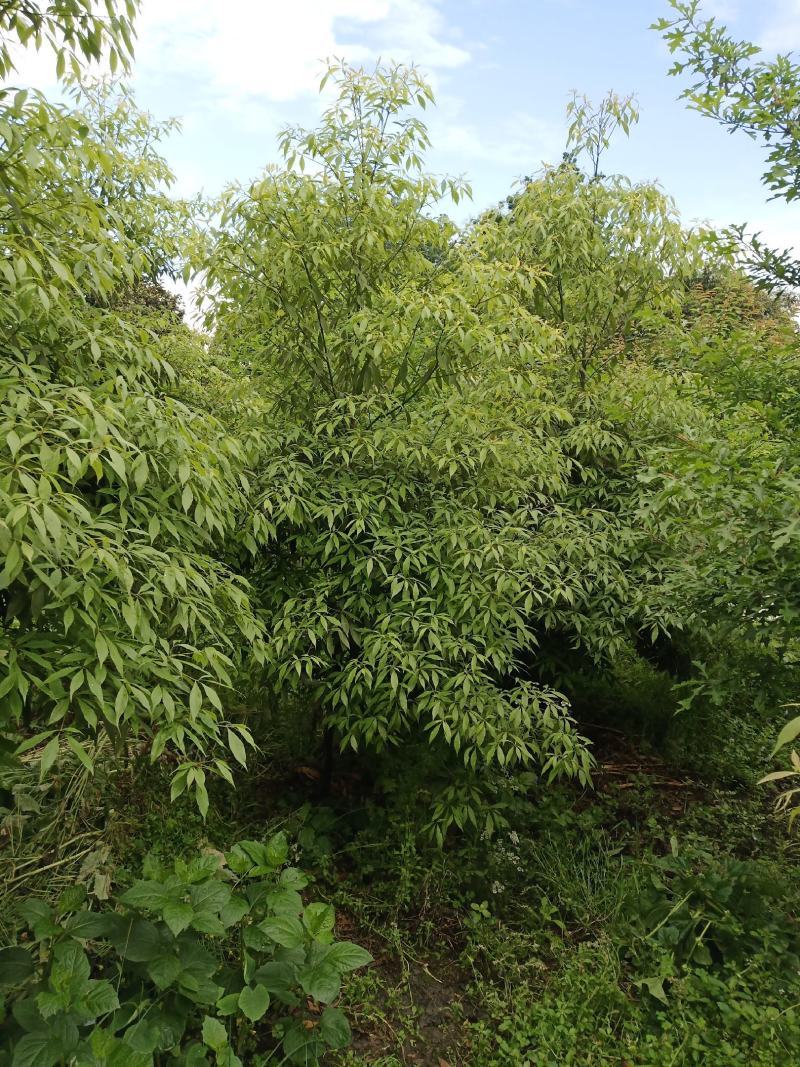 八公分楠木