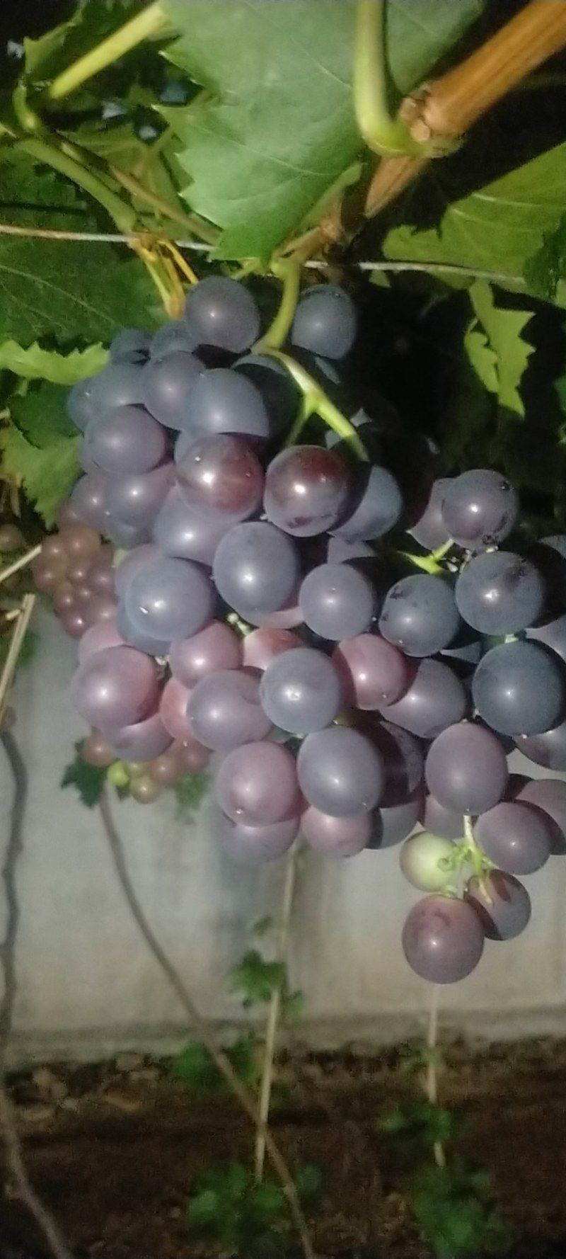 无核玫瑰香葡萄