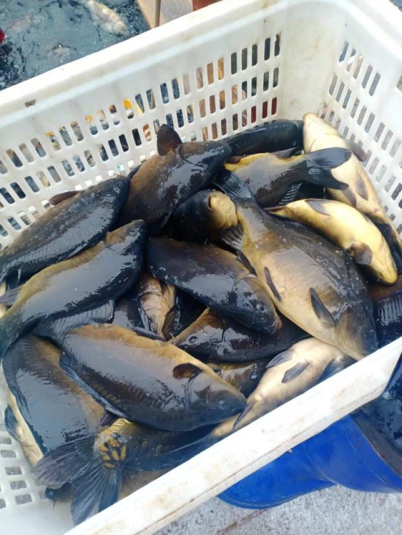 裸鲤正常发货，鲤鱼鲫鱼鲢鱼鲳鱼草鱼三道鳞镜鲤，