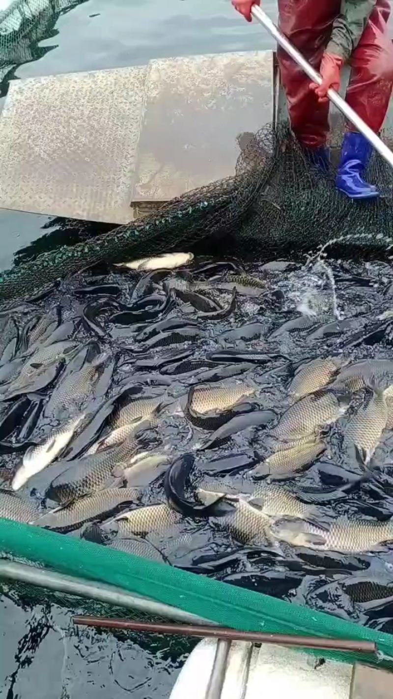 裸鲤正常发货，鲤鱼鲫鱼鲢鱼鲳鱼草鱼三道鳞镜鲤，