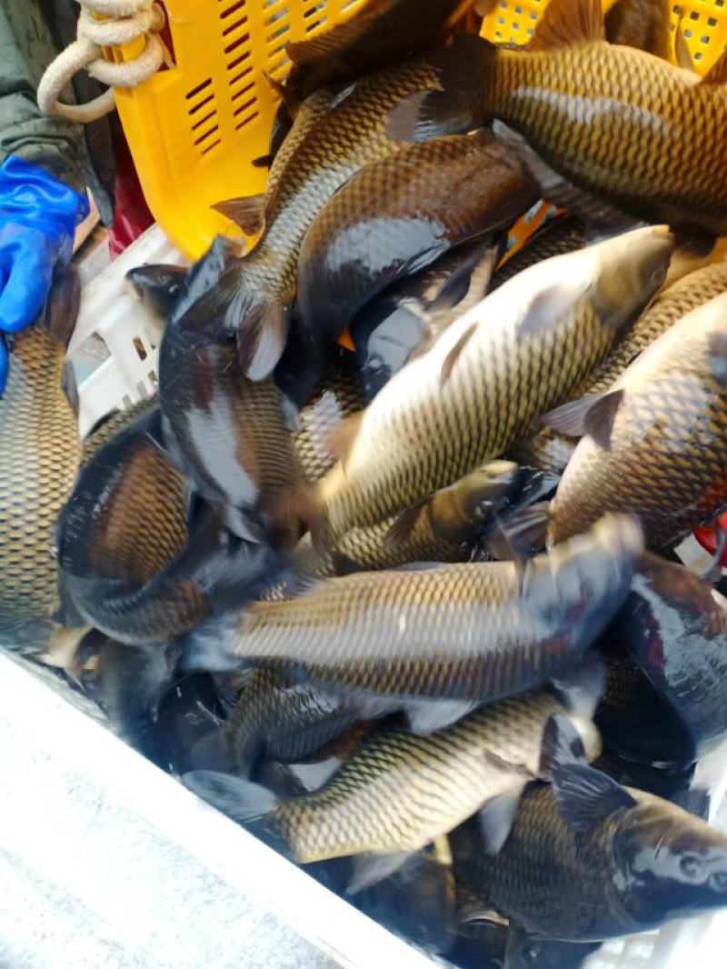 裸鲤正常发货，鲤鱼鲫鱼鲢鱼鲳鱼草鱼三道鳞镜鲤，