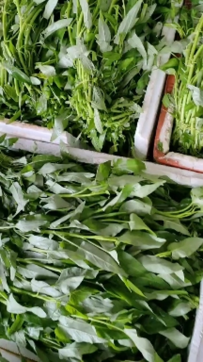 空心菜（新鲜空心菜现货供应）