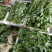 空心菜（新鲜空心菜现货供应）