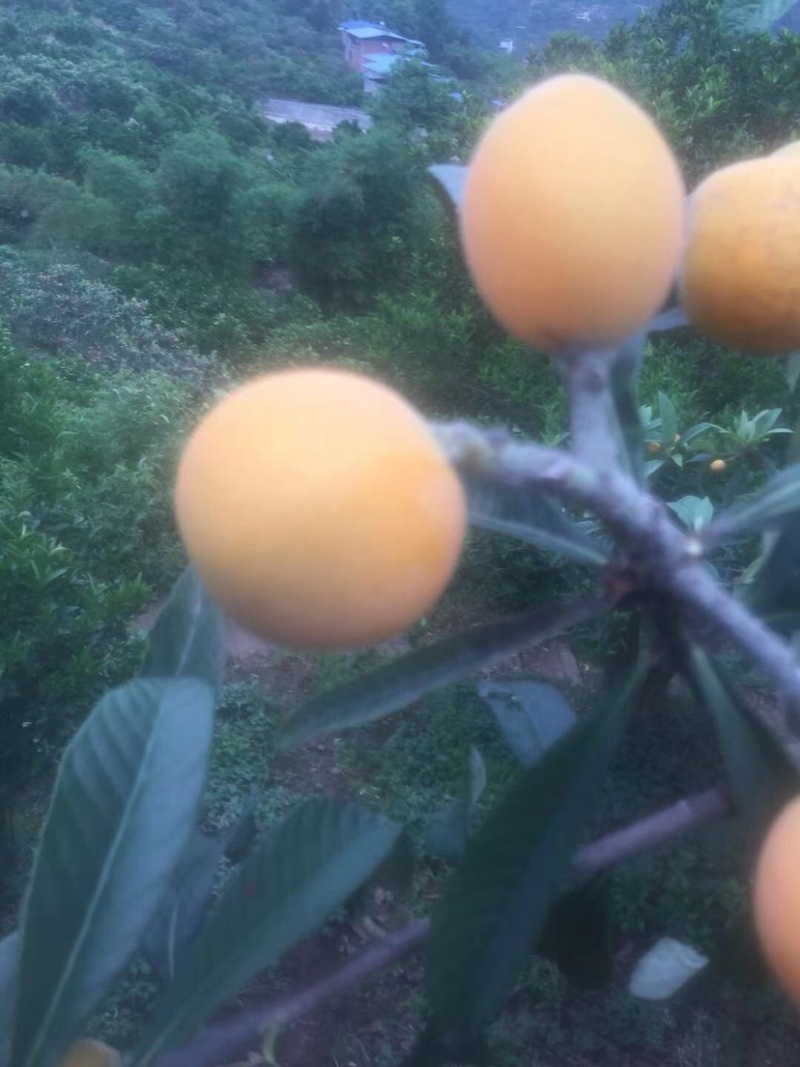 枇杷