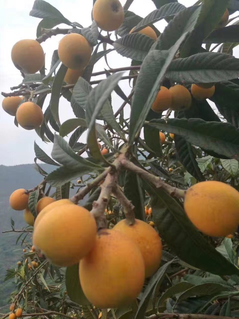 枇杷