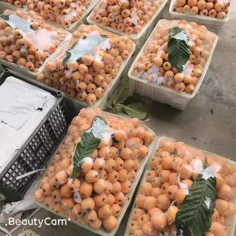 枇杷