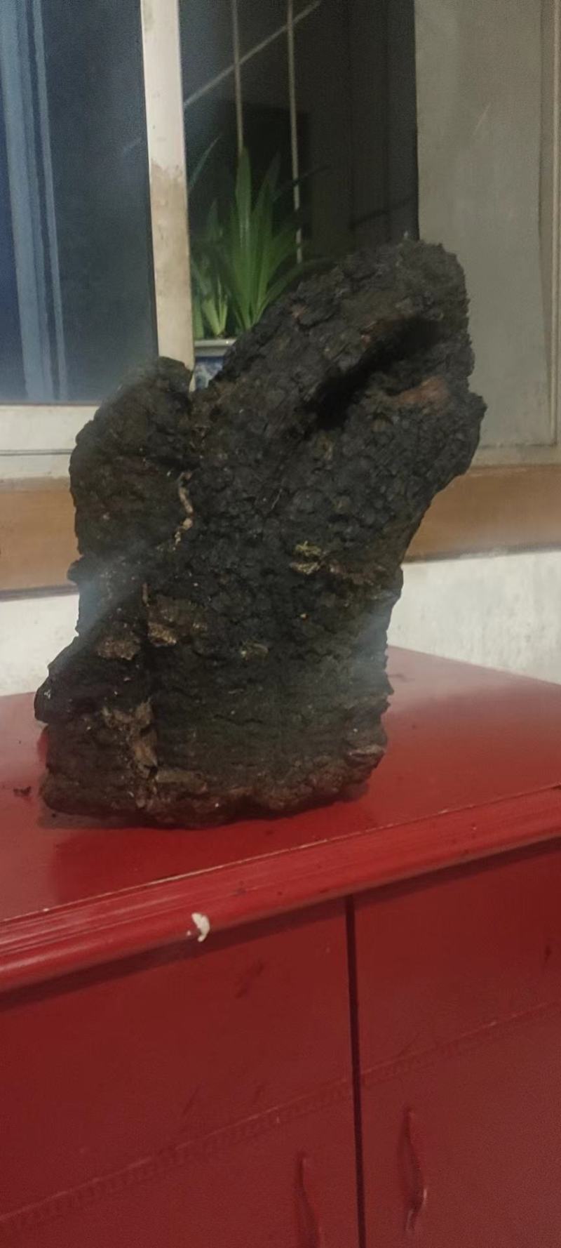 大货单个桦树茸