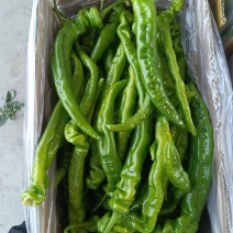 精品陇椒大降价量大从优