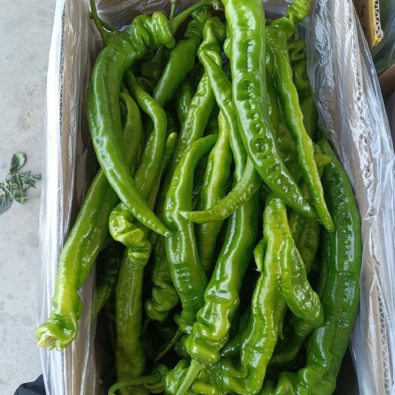 精品陇椒大降价量大从优