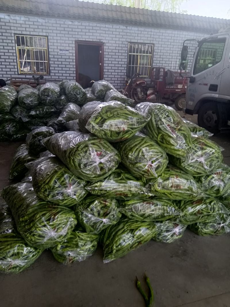 精品陇椒大降价量大从优