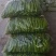 精品陇椒大降价量大从优