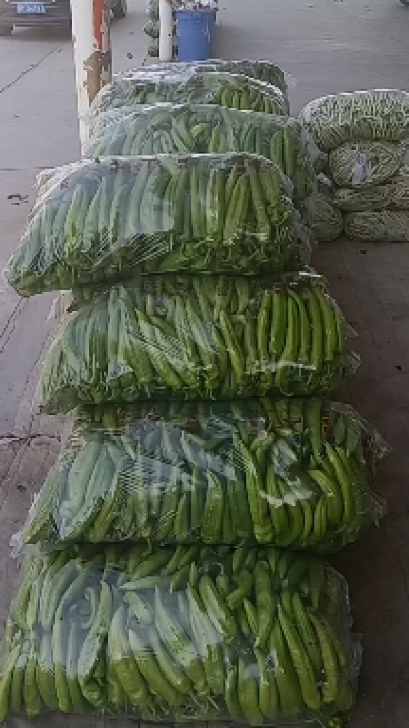 精品陇椒大降价量大从优