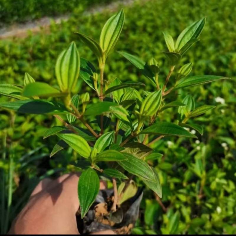 巴西野牡丹