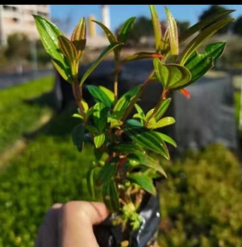 巴西野牡丹