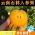 【一件代发】云南石林人参果新鲜圆果低糖黄肉水果整箱包邮