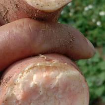 广东省阳江市红薯基地有六十亩红皮红心烟薯25红蜜薯初嫁