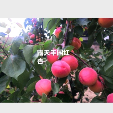 大红杏丰园红杏熟了，离核甜杏仁，树熟