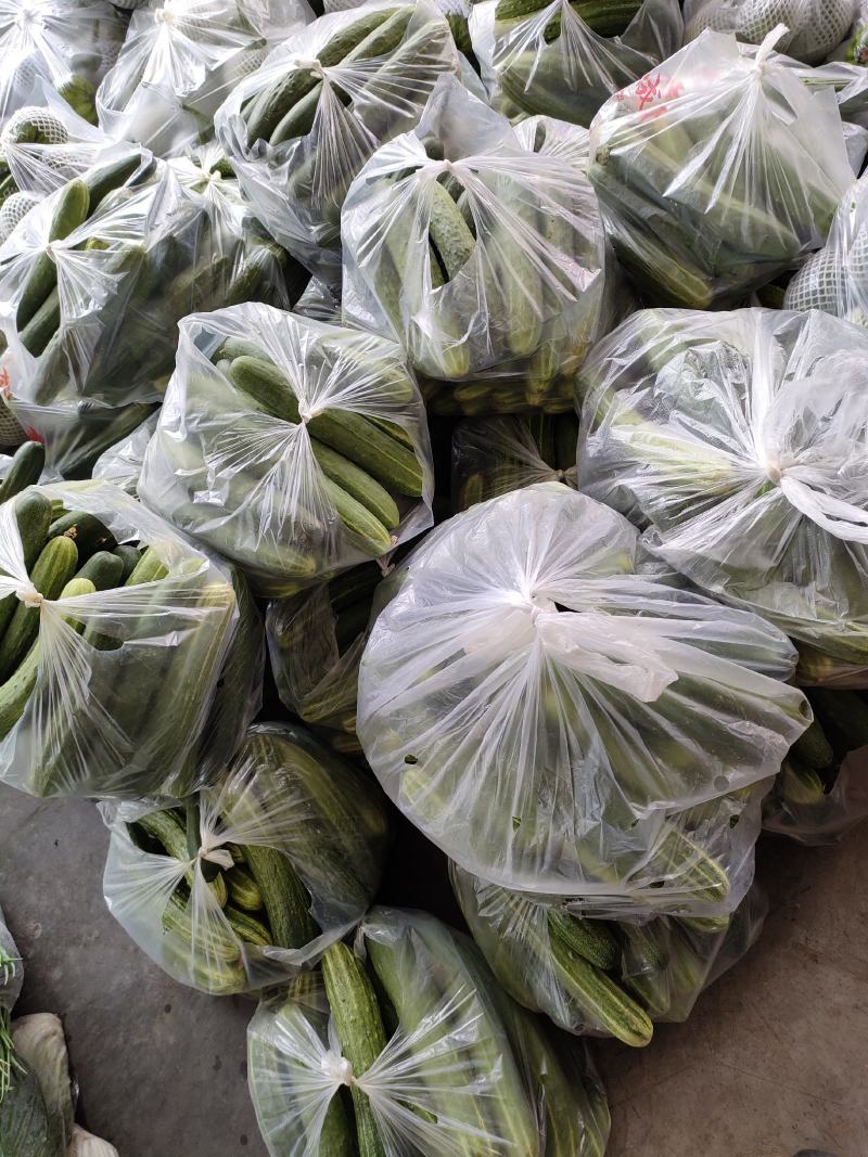 黄瓜（新鮮黃瓜现货）