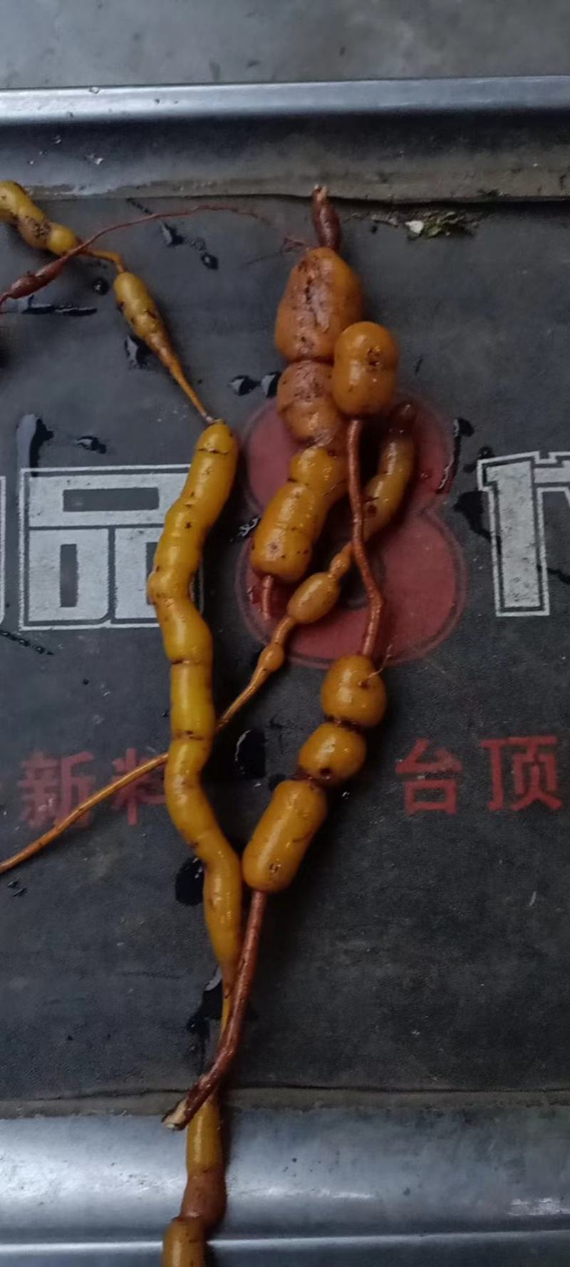 鸡筋参黄鸡胖正品
