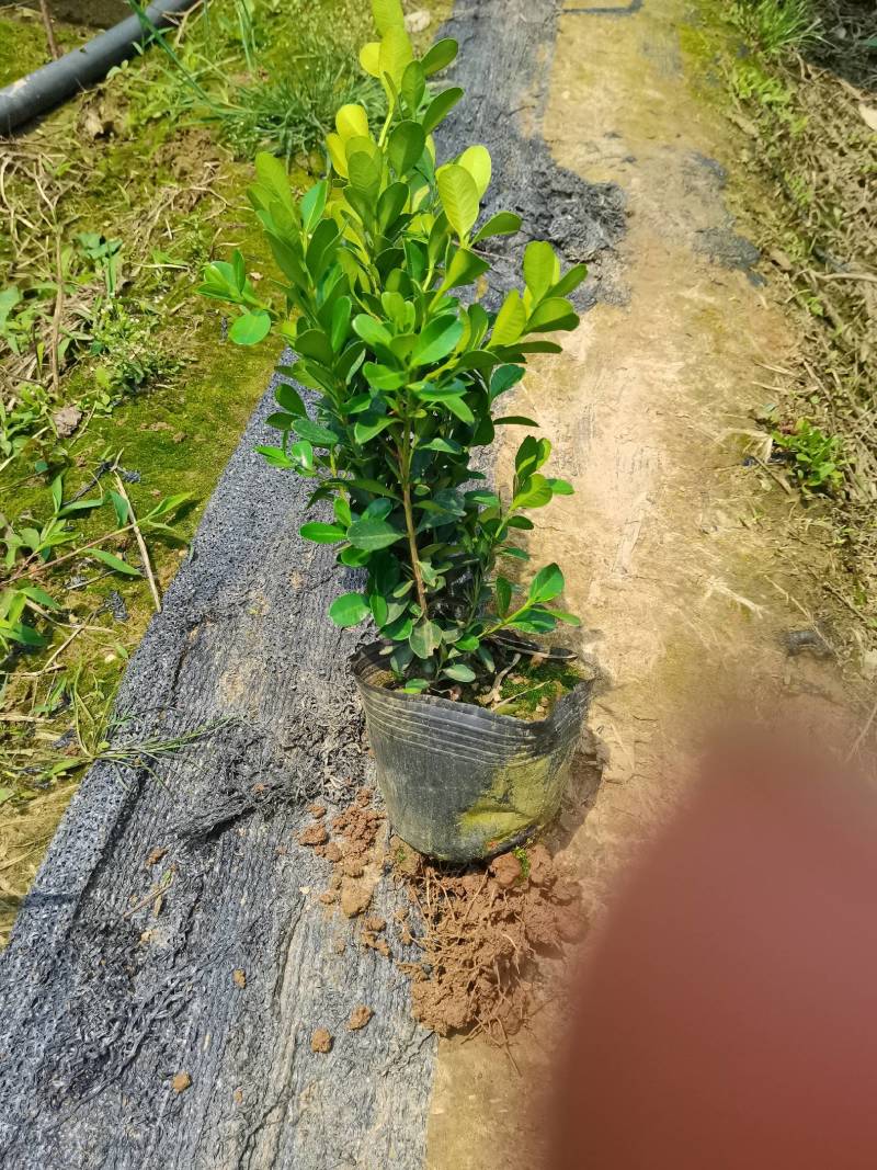产地供应观叶常绿色块瓜子黄杨杯苗小叶黄杨地苗瓜子黄杨芽苗
