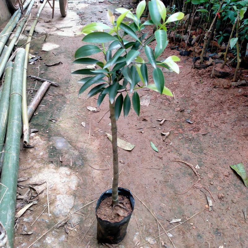 岭南山竹又名黄金山竹果成熟呈黄色果甜庭院种植绿化也结果