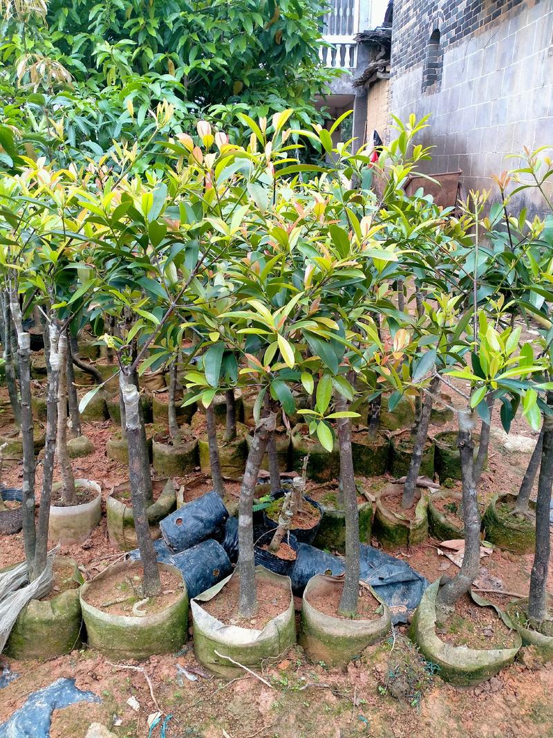 岭南山竹又名黄金山竹果成熟呈黄色果甜庭院种植绿化也结果
