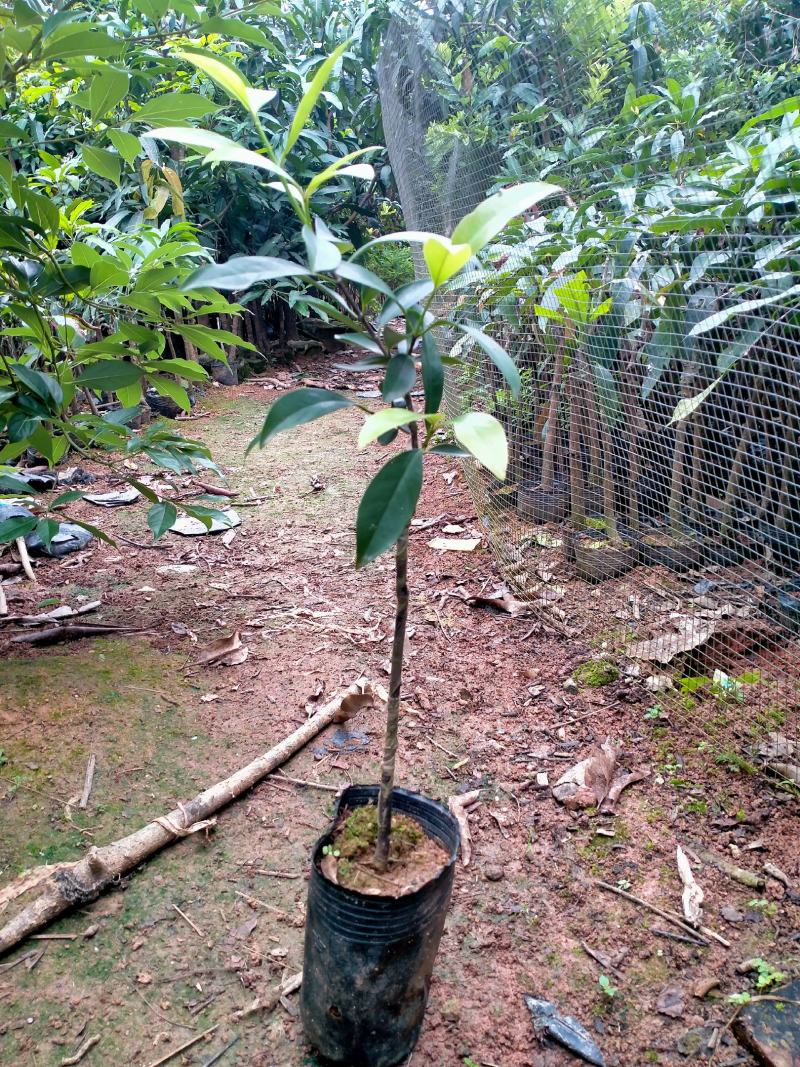 岭南山竹又名黄金山竹果成熟呈黄色果甜庭院种植绿化也结果