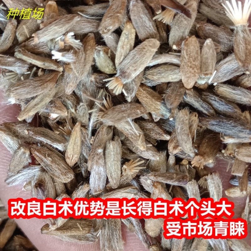 精品白术种子一手货源基地直发可视频看货和