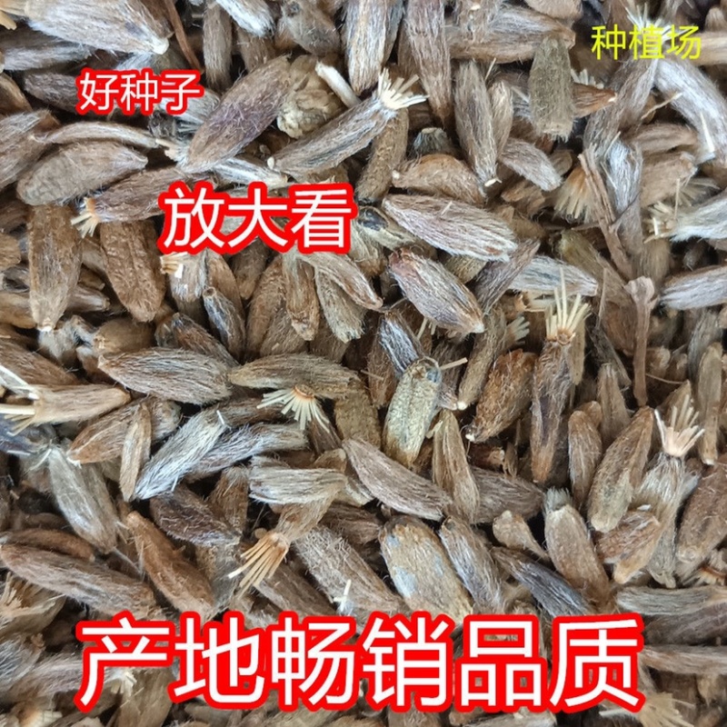 精品白术种子一手货源基地直发可视频看货和