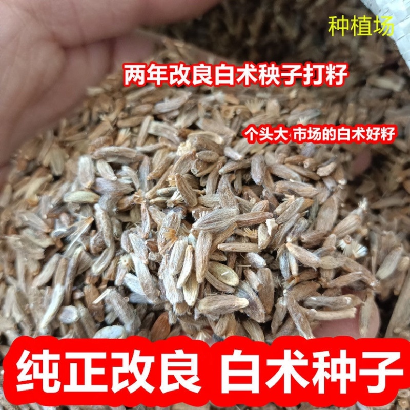 精品白术种子一手货源基地直发可视频看货和