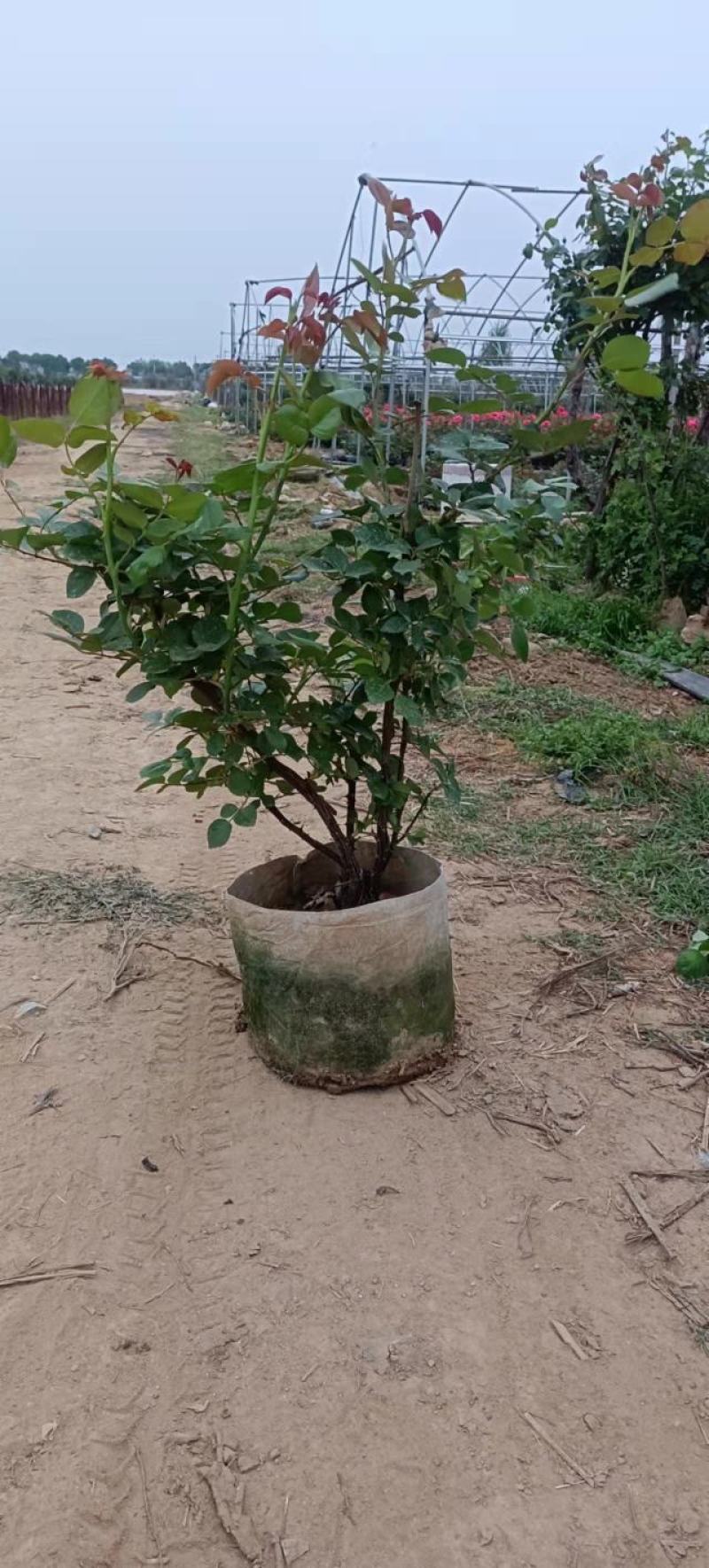 工程月季，三年生，四年生大花月季大白钵地上苗