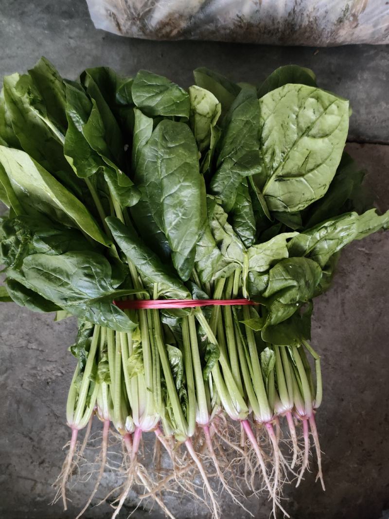 菠菜（新鮮菠菜現貨供应）