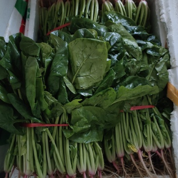菠菜（新鮮菠菜現貨供应）
