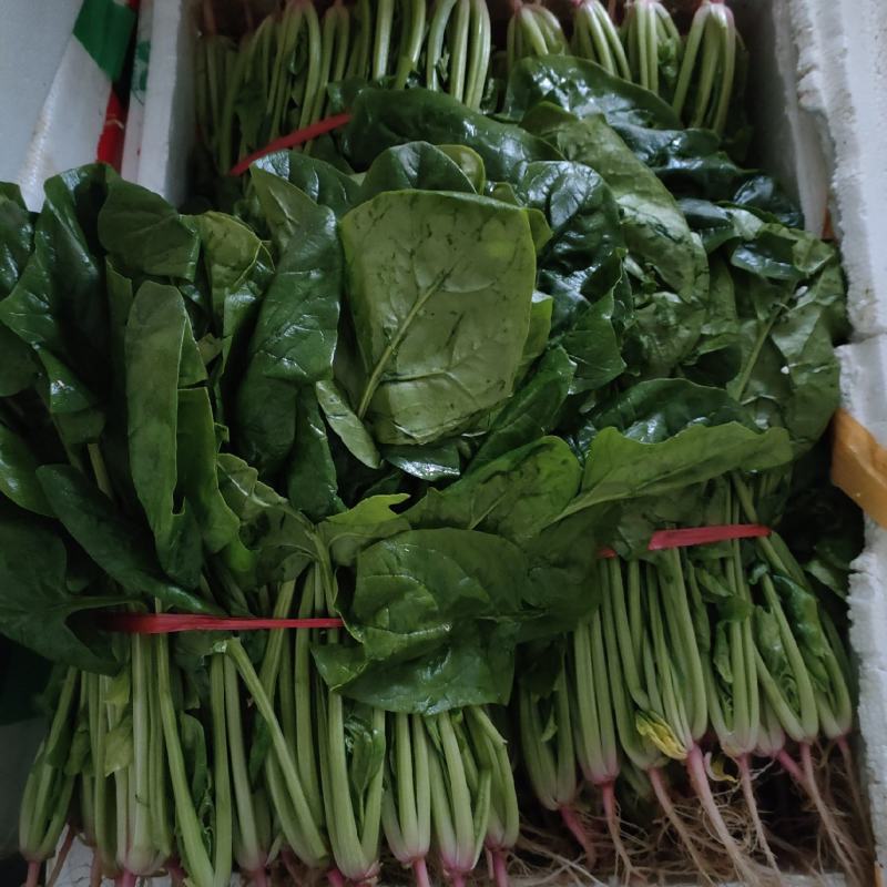 菠菜（新鮮菠菜現貨供应）
