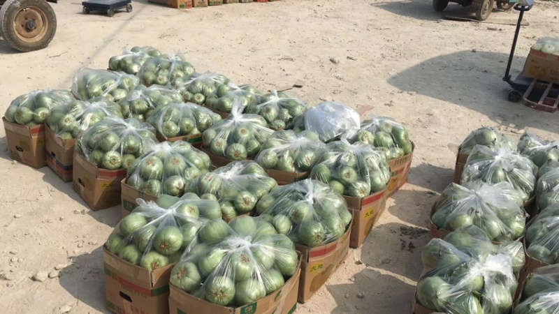 绿宝甜瓜、口感好。皮毛靓丽、成熟性好、量大质优、欢迎来
