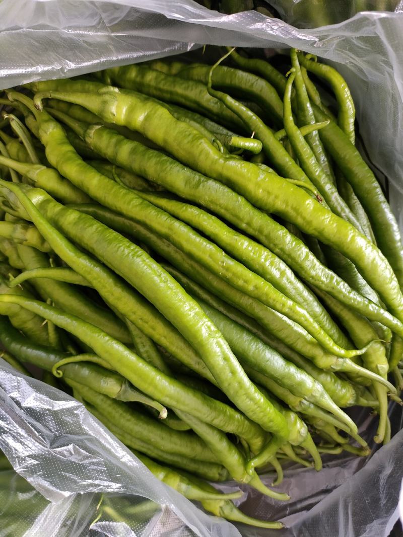 小青椒（新鲜二荆条海椒现货）