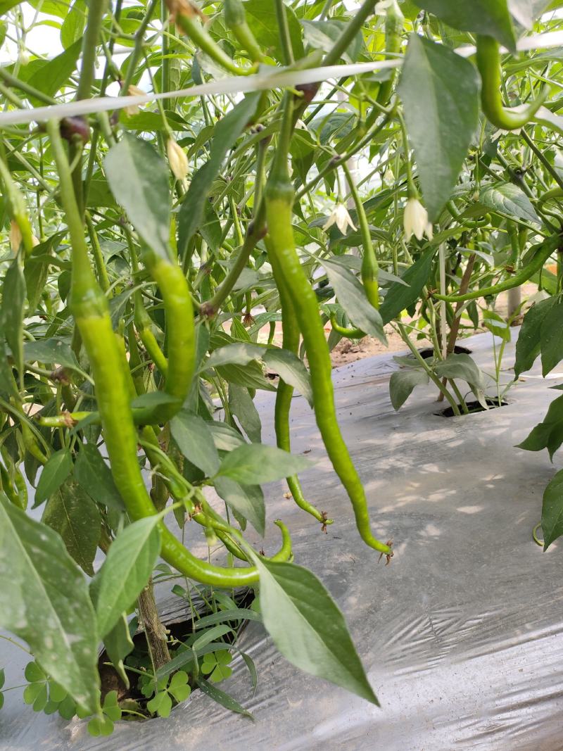 小青椒（新鲜二荆条海椒现货）