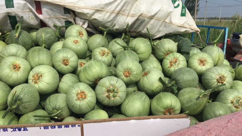 绿宝甜瓜、口感好。皮毛靓丽、成熟性好、量大质优、欢迎来