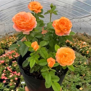 月季果汁月阳大花月季浓香带花苞庭院阳台观花四季开花卉绿植
