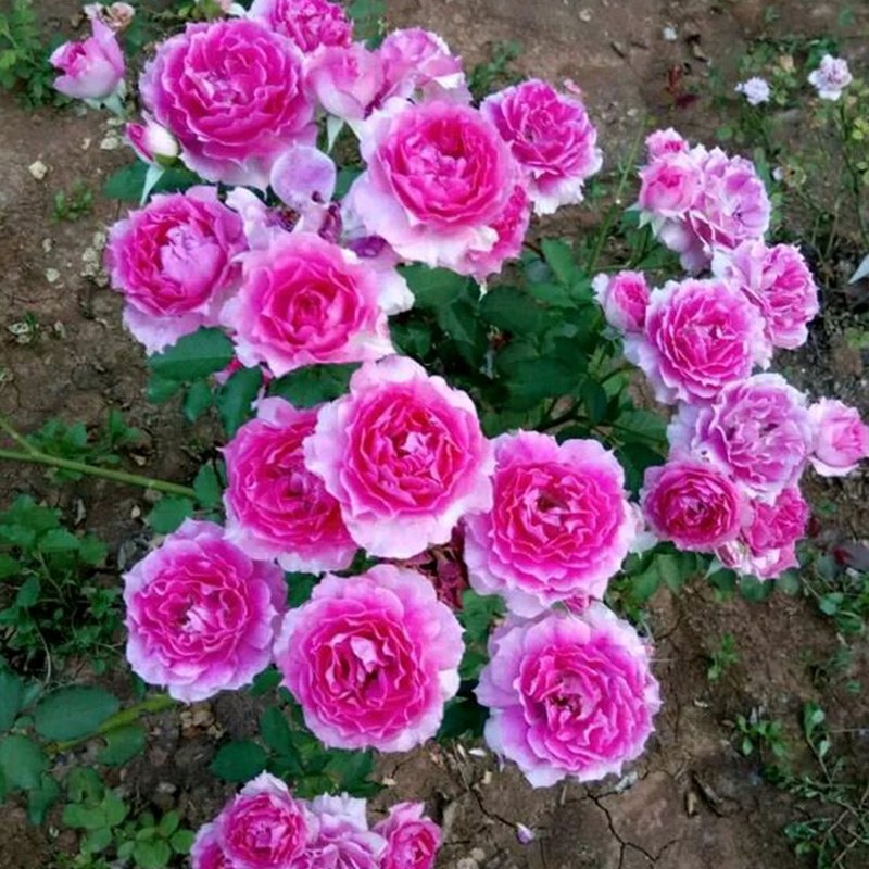月季果汁月阳大花月季浓香带花苞庭院阳台观花四季开花卉绿植